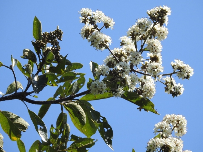 Cordia alliodora image