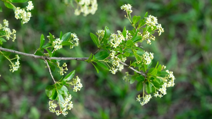 Cordia americana image