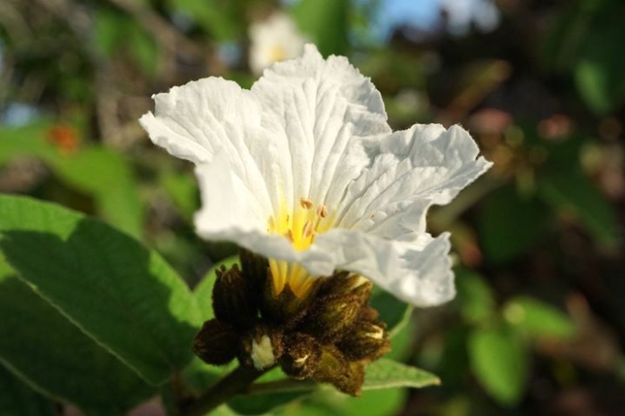 Cordia boissieri image