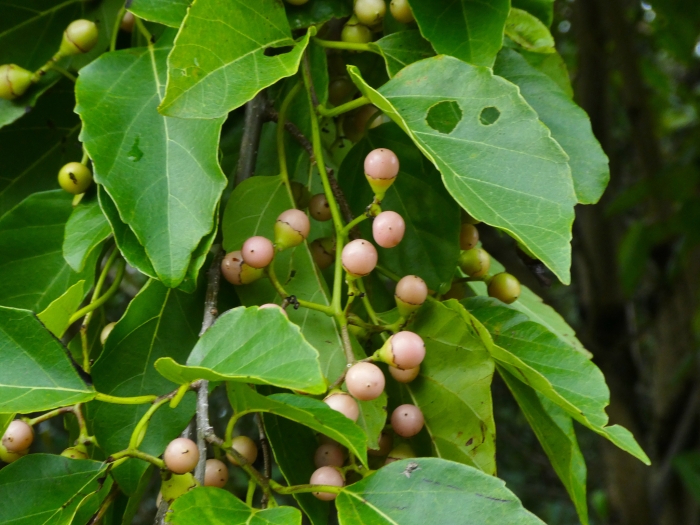 Cordia dichotoma image