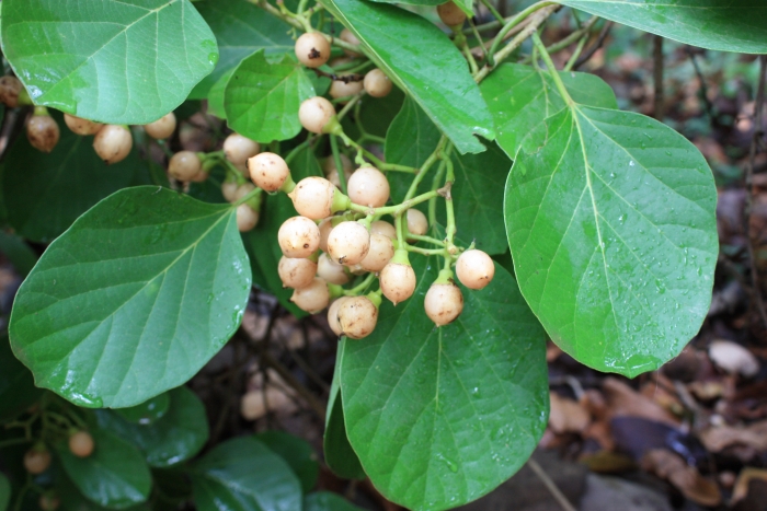 Cordia myxa image