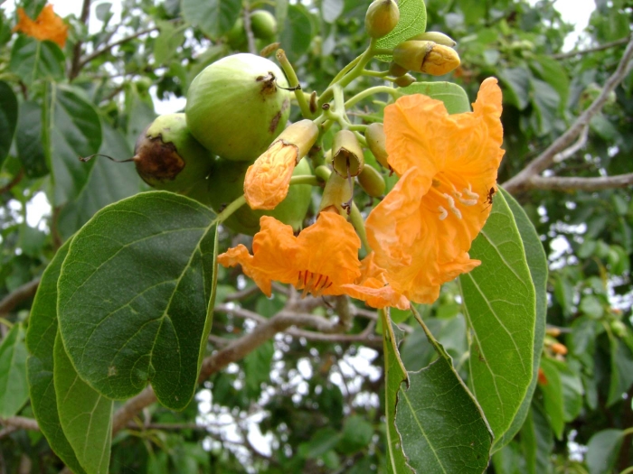 Cordia subcordata image