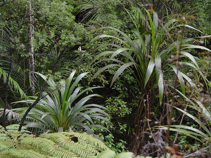 Cordyline banksii image