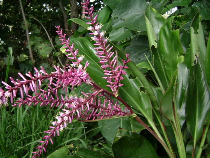 Cordyline fruticosa image
