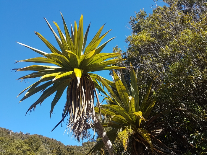 Cordyline indivisa image
