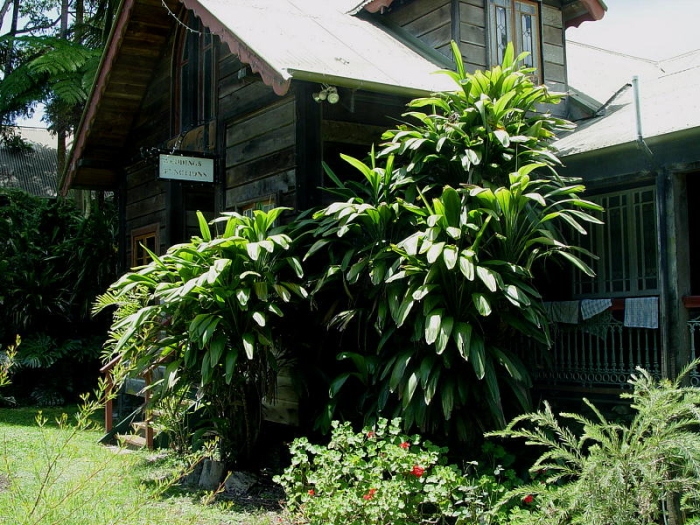 Cordyline petiolaris image