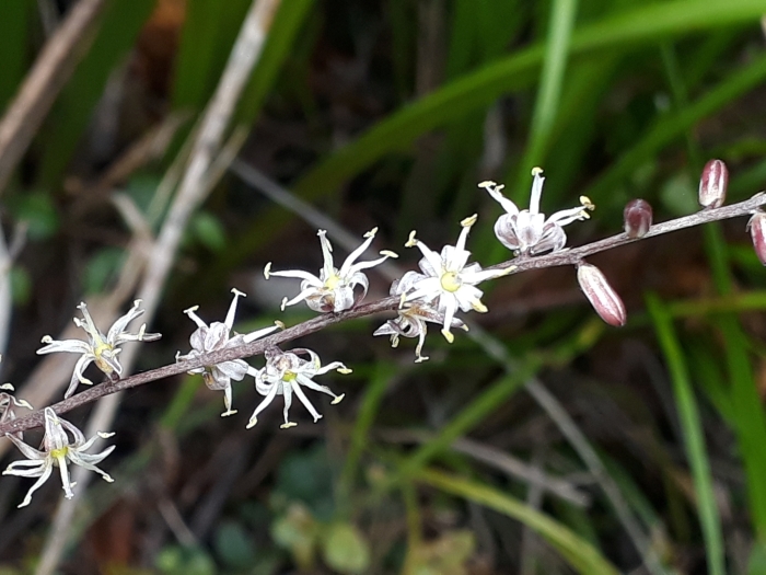 Cordyline pumilio image