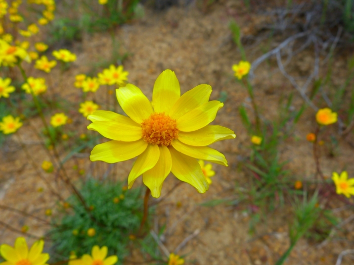 Coreopsis bigelovii image