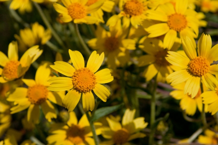 Coreopsis calliopsidea image