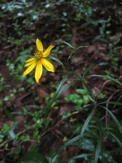 Coreopsis delphiniifolia image