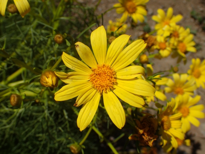 Coreopsis gigantea image