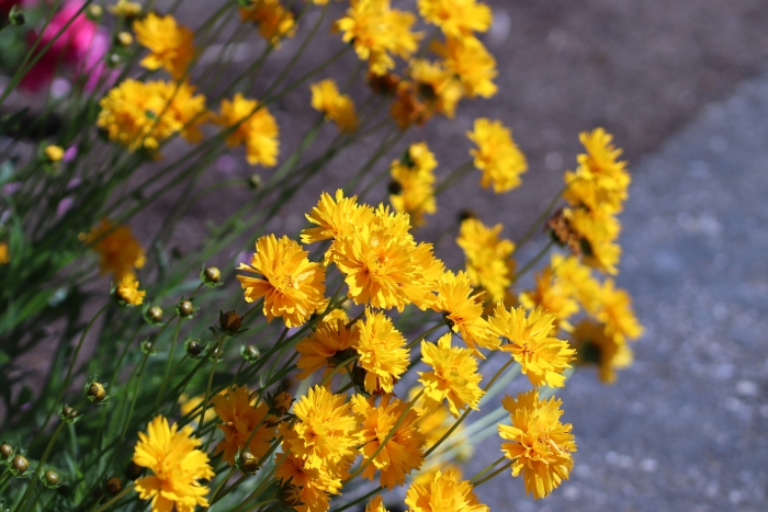 Coreopsis grandiflora image