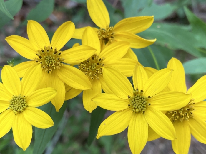 Coreopsis major image