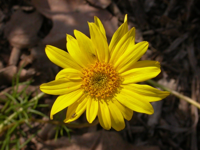 Coreopsis maritima image