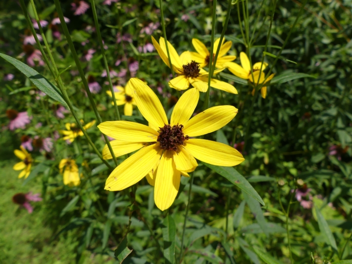 Coreopsis tripteris image