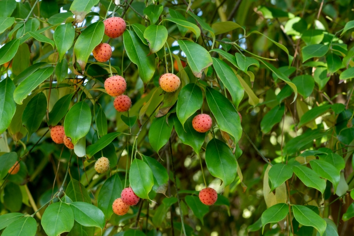 Cornus capitata image