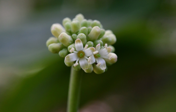 Cornus disciflora image