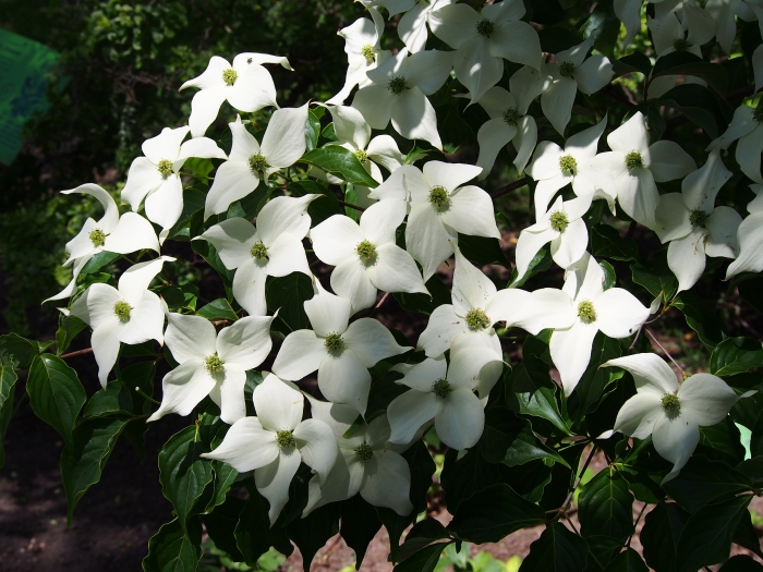 Cornus kousa image