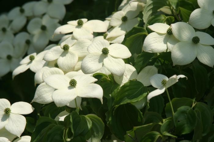 Cornus kousa subsp. kousa image