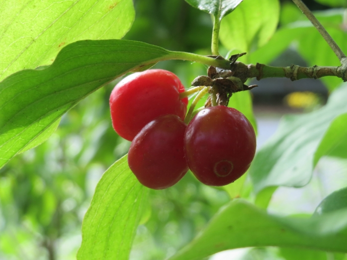 Cornus mas image