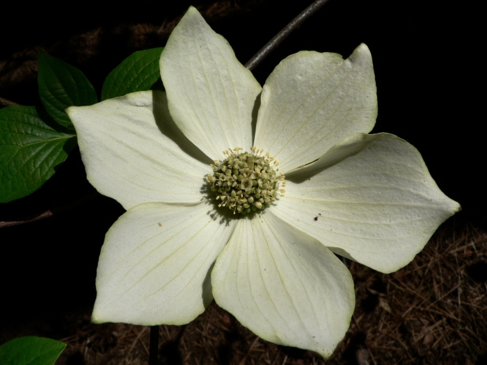 Cornus nuttallii image