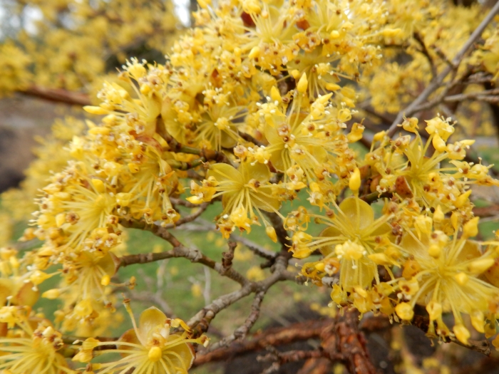 Cornus officinalis image