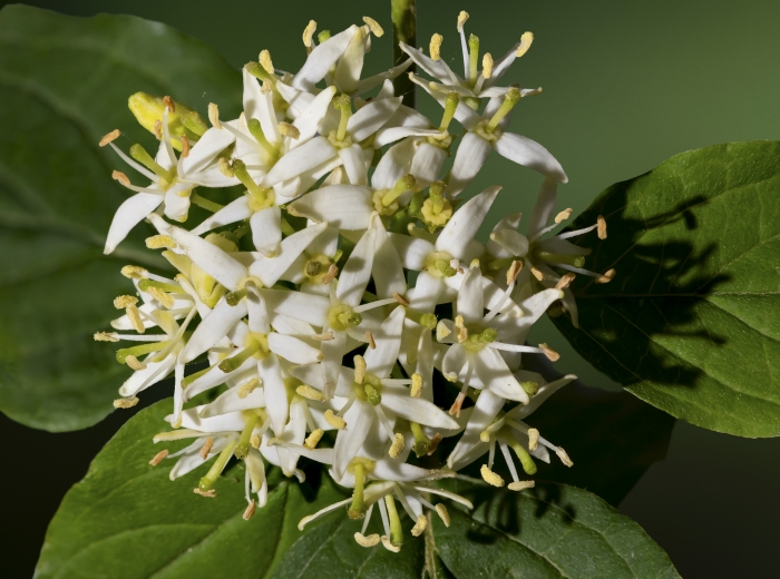 Cornus sanguinea image