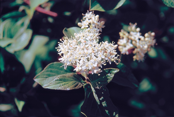 Cornus sericea subsp. occidentalis image