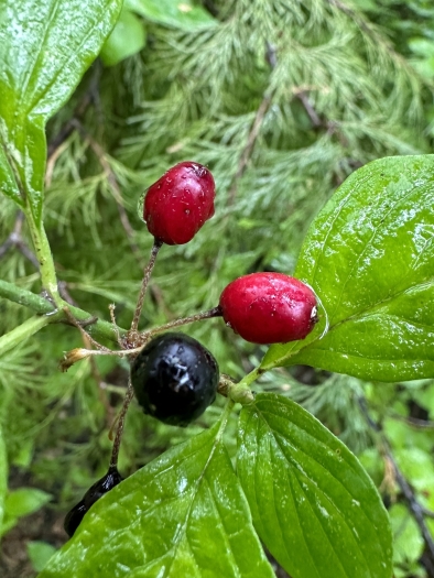 Cornus sessilis image