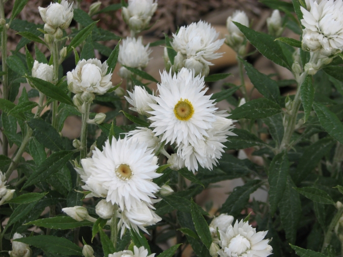 Coronidium elatum image