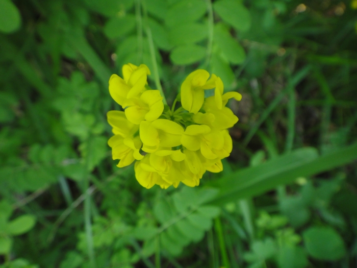 Coronilla coronata image