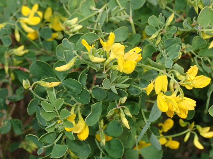 Coronilla glauca image