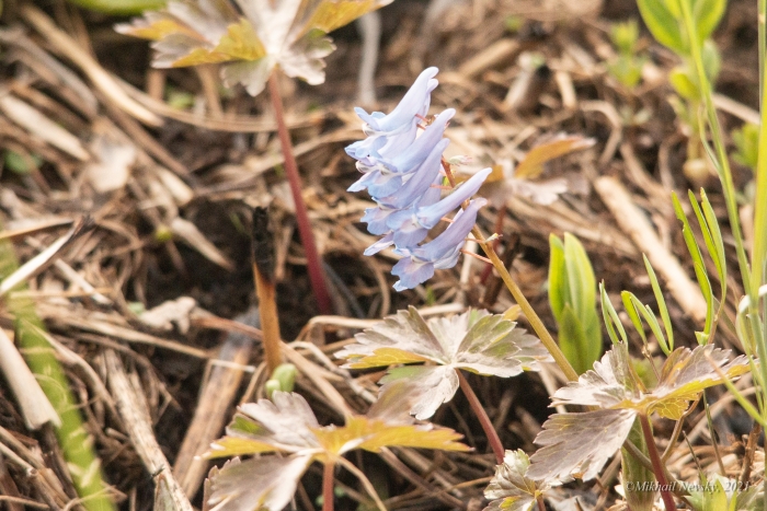 Corydalis ambigua image