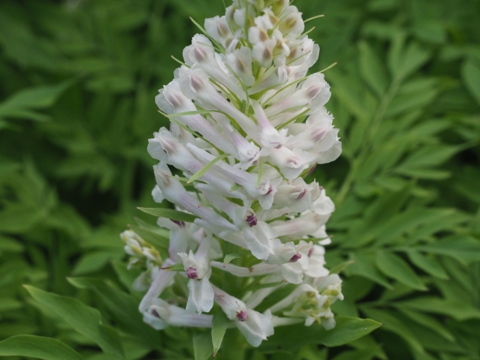 Corydalis caseana image