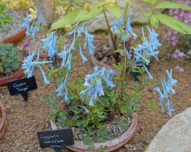 Corydalis curviflora image