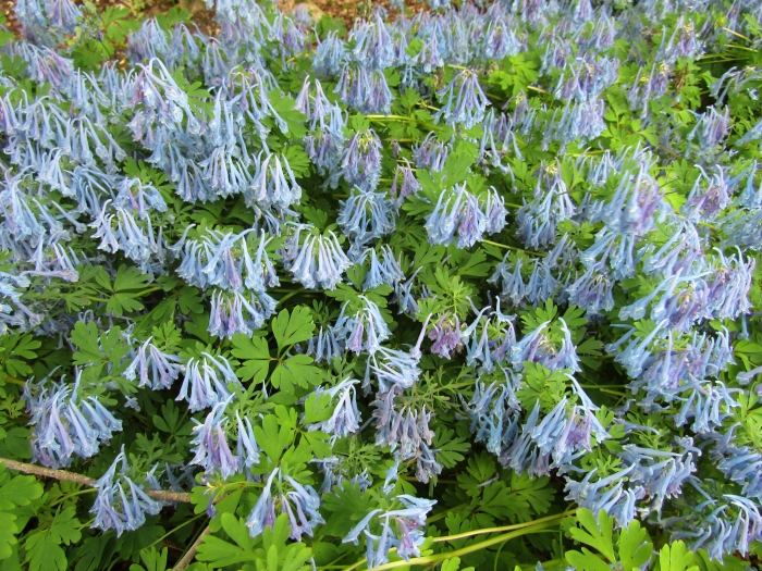 Corydalis elata image