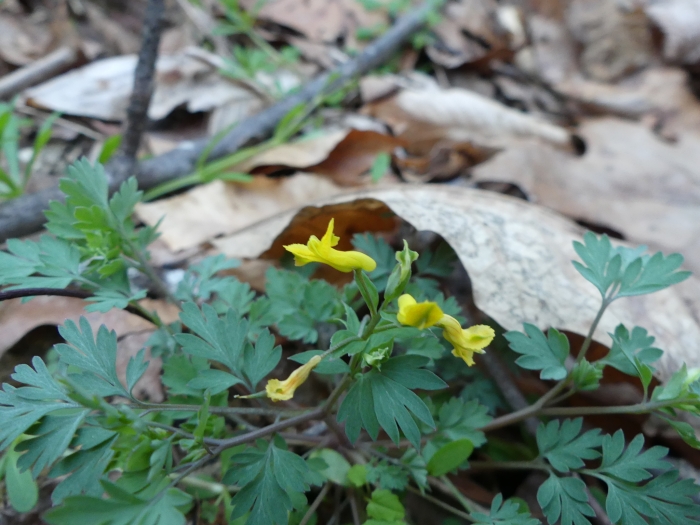 Corydalis flavula image
