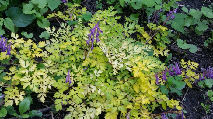 Corydalis shimienensis image