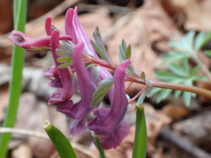 Corydalis solida image