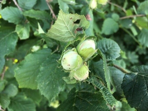 Corylus avellana image