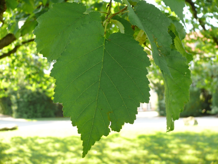 Corylus colurna image