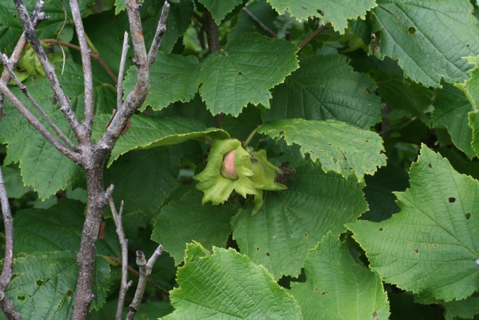 Corylus heterophylla image
