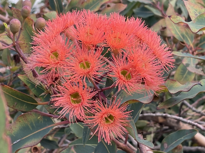 Corymbia ficifolia image