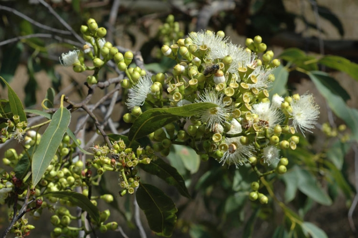 Corymbia torelliana image