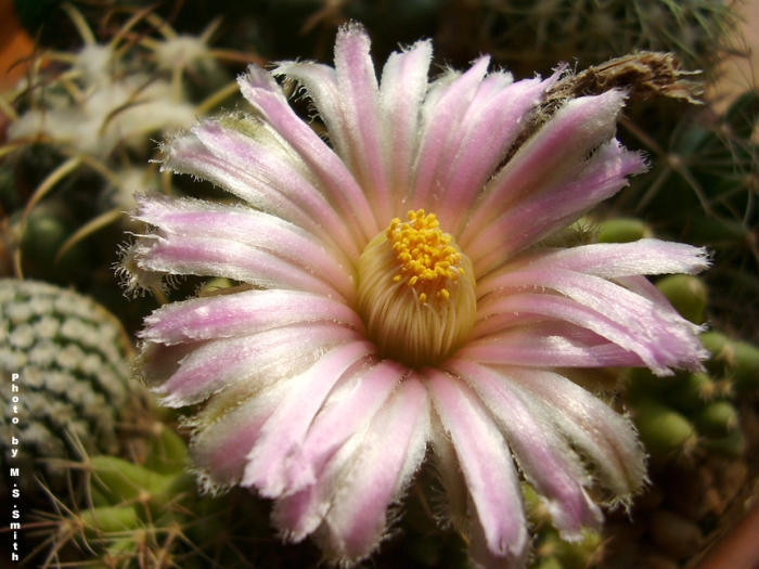 Coryphantha macromeris image