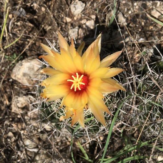 Coryphantha sulcata image