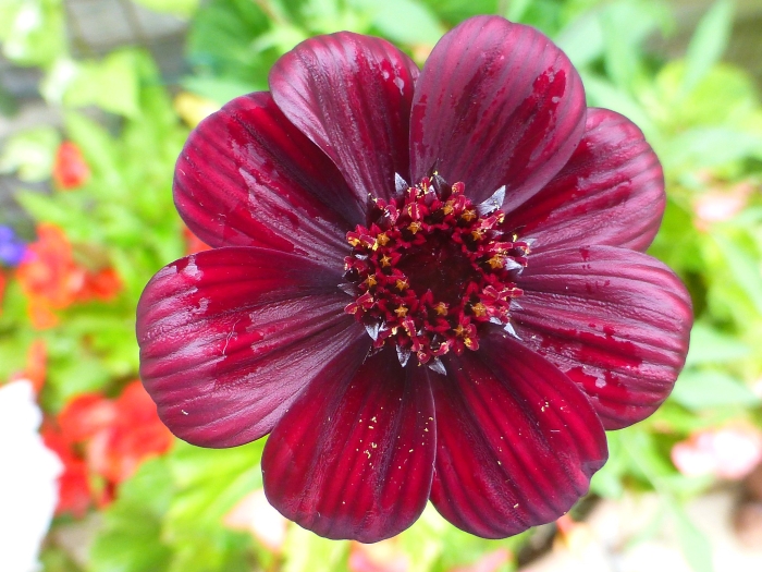 Cosmos atrosanguineus image