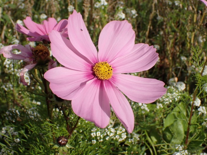 Cosmos bipinnatus image