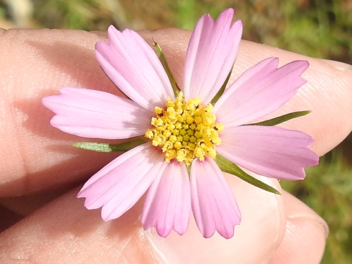 Cosmos parviflorus image