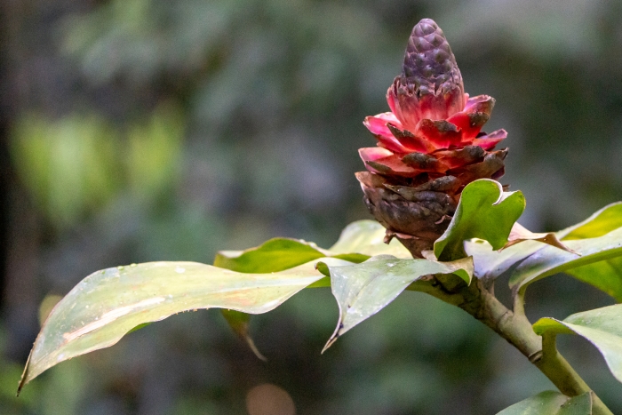 Costus spiralis image